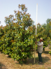 Southern Magnolia 'D.D.Blanchard'