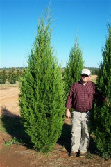 Brodie Eastern Red Cedar