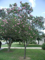 'Bubba' Desert Willow