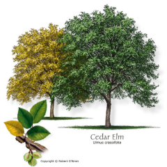 Cedar Elm