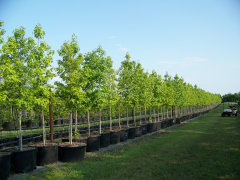 Cherokee 'Ward' Seedless Sweetgum