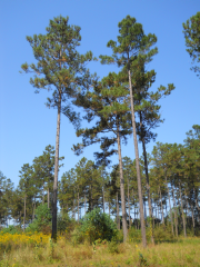 Loblolly Pine
