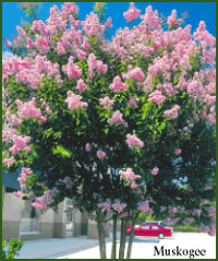 Muskogee Crape Myrtle