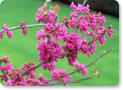 Oklahoma Redbud