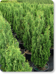 Thuja - Arborvitae