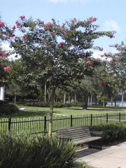 Teskogee Crape Myrtle